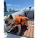 JETPILOT(�W�F�b�g�p�C���b�g)�@DOG PFD �h�b�O�x�X�g (�I�����W)��JA23014 *�y�b�g�p���C�t�W���P�b�g