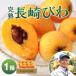 [ free shipping ] Nagasaki loquat 1 box 500g 12 sphere Nagasaki Special production preeminence goods .. Nagasaki Kyushu loquat . tree loquat ..biwa.. length fruit direct delivery from producing area . present ground 