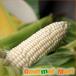  чисто-белый Hokkaido производство кукуруза L размер 10 шт. входит утро .. сладкий кукуруза сезон ограничение время ограничено осталось жара видеть Mai . подарок 