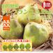 �y�\��z�M�t�g ���E�t�����X �������� �m�� �R�`���Y 3.2kg�i8-10�ʁj3L-5L ���t�����X �֘A�摜1