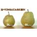�y�\��z�M�t�g ���E�t�����X �������� �m�� �R�`���Y 2.5kg�i5�ʓ��j ���� 6L�T�C�Y ���t�����X �֘A�摜2