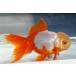  domestic production goldfish three -years old Holland Sara sa one point thing ( total length approximately 12cm). rice field production shelves rice field . female 