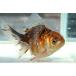  goldfish higashi . Broad tail one point thing ( total length approximately 12cm China production ) female 