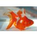  domestic production goldfish Ryuukin three -years old one point thing ( total length approximately 11cm) female production ground :. rice field city shelves rice field . work 