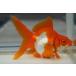  domestic production goldfish three -years old Ryuukin Sara sa one point thing ( total length approximately 12cm) female production ground :. rice field city shelves rice field . work 