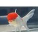  domestic production goldfish three -years old height head .. one point thing ( total length approximately 13cm). rice field production shelves rice field . male 