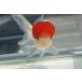  domestic production goldfish three -years old height head .. one point thing ( total length approximately 12cm). rice field production shelves rice field . male 