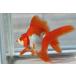  domestic production goldfish Ryuukin three -years old one point thing ( total length approximately 12cm) production ground :. rice field city shelves rice field . male 