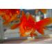  domestic production goldfish three -years old Ryuukin element red ( total length approximately 10cm). rice field * shelves rice field . selection . none 