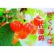  вишня Sato . превосходящий 2L 500g бесплатная доставка Yuzawa город три . maru ya Sato сельское хозяйство .