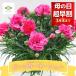  День матери 2026 гвоздика розовый товар вид случайный растение в горшке 5 номер подарок подарок 