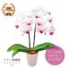  День матери 2026 midi . бабочка орхидея растение в горшке yumi белый булавка зажим 4 номер 2 шт . подарок 