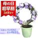  День матери 2026 запах van matsuli America жасмин растение в горшке кольцо покрой 5 номер освежение . аромат relax подарок подарок 