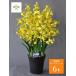  Father's day gift 2024 photocatalyst art flower on sijium yellow color 6ps.@. air washing effect artificial flower flower gift free shipping 