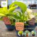  pothos рассада 3 номер pot товар вид случайный 1 pot золотой мрамор lime Pothos декоративное растение .......