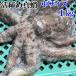 .. осьминог обыкновенный [ подлинный . средний размер .1kg( примерно 1 кубок )] Miyagi префектура производство .. отправка... прямая поставка!. затянуть подлинный . sashimi . осьминог обыкновенный . подлинный ... подлинный .. затянуть осьминог обыкновенный .. подлинный ... осьминог обыкновенный 