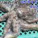 .. осьминог обыкновенный [ подлинный . средний маленький размер .1kg( примерно 1-2 кубок )] Miyagi префектура производство .. отправка... прямая поставка!. затянуть подлинный . sashimi . осьминог обыкновенный . подлинный ... подлинный .. затянуть осьминог обыкновенный .. подлинный ...