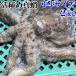 .. осьминог обыкновенный [ подлинный . средний маленький размер .2kg( примерно 3-4 кубок )] Miyagi префектура производство .. отправка... прямая поставка!. затянуть подлинный . sashimi . осьминог обыкновенный . подлинный ... подлинный .. затянуть осьминог обыкновенный .. подлинный ...