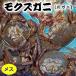  натуральный mokzgani(. сырой ) женский большой 1 хвост ( Hyogo префектура производство )(tsugani,kegani,yama Taro gani)