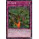 š ͷOCG ǥ奨󥹥  DBVS DBVS-JP030 NP