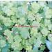 organic ƥå եС Х 󥿥  CD ̵::