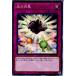 ¨Ǽ{TCG} ͷ SR05-JP033N ξ(20170923)