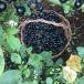  природа культивирование сад Huckleberry пестициды не использование 1kg