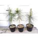  Japanese black pin 3~4 year raw 1 pcs ..5 number pot ..1 piece base from height 30~40cm