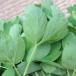 sakna length life . approximately 200g raw leaf fresh 