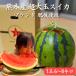 [ Kumamoto префектура производство растение арбуз . после .. превосходящий товар большой шар 1 шар 6~8kg] высота сахар раз запад .... арбуз .. растение прямая поставка от производителя бесплатная доставка подарок .. для 