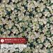 LIBERTY FABRICS Liberty принт Италия производства органический tana заем ткань <Somerset Pansy>(sama комплект * анютины глазки )[ серый × черный земля ]157J75907-26AU