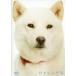 [ б/у ] kai kun DVD ( обычная версия ) / DVD( obi нет )