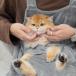  кошка ... фартук кошка фартук домашнее животное кошка спальный мешок ... для фартук кошка для кенгуру фартук домашнее животное sling кошка слинг-переноска кенгуру карман домашнее животное кошка спальный мешок 