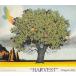 HARVEST / Dragon Ash š󥿥CD Х