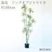 �ϗt�A�� ���� �\���O�I�u�W���}�C�J 180cm ��^ �X�^�C���b�V�� �t�F�C�N�O���[�� �l�H�ϗt�A�� ���A�� �{���������� ������� ���� �C���e���A ���_�� ����