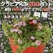 kla Piaa K3 9cm pot seedling 200 pot set pink goods kind iwadare saw improvement kind fertilizer 1600g planting manual attaching 