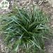  ophiopogon japonicus ( dragon. .)9cm pot 432 stock direct delivery from producing area ground cover free shipping sapling plant seedling garden tree raw .. undergrowth 