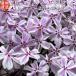  газонная трава Sakura рассада сладости полоса Tama. текущий розовый . товар вид 9cm pot 40 АО siba The kla почвопокровные растения много год . подлесок выдерживающий холод .