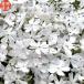  газонная трава Sakura рассада Montblanc белый. цветок товар вид вид 9cm pot 40 АО siba The kla почвопокровные растения много год . подлесок . корень . высота выдерживающий холод .