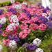 �y���r���[���T�z �^�s�A�� 3�i��~�e1�� ���v3�� 9cm�|�b�g�c �엿�t 3�� �o�[�x�i�� �T���g���[�t�����[�Y �O�����h�J�o�[ ��� ���N�� �h���� �G���΍� ���� �֘A�摜3