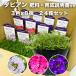 ta Piaa n3 color × each 8 stock total 24 stock 9cm pot seedling fertilizer attaching 3 number verbena . Suntory flower z ground cover .. measures 