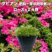 [ Revue привилегия ]ta Piaa n rose 24 АО 9cm pot рассада удобрение есть 3 номер красный товар вид вербена . Suntory цветок z почвопокровные растения вечнозеленый много год .. корень ... меры подлесок 
