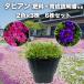 ta Piaa n рассада 2 цвет × каждый 3 АО всего 6 АО комплект rose violet почвопокровные растения .. меры цветок много год .9cm pot рассада удобрение имеется Suntory цветок z садоводство 