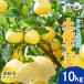  помело земля . помело для бытового использования 10kg маленький M размер 27~32 шар становится . фруктовое дерево .. шерсть ..... шерсть город прямая поставка от производителя Kochi производство 10 kilo ju-si-.... фрукты .. бесплатная доставка 