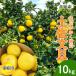  помело земля . помело для бытового использования 10kg производство прямой дракон лошадь ... садоводство . шерсть ..... шерсть город прямая поставка от производителя Kochi производство Kochi префектура размер смешивание фрукты Special производство бесплатная доставка 