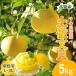 [ предварительный заказ ] помело земля . помело для бытового использования L~3L смешивание 7~12 шар 5kg. шерсть помело производство прямой тысяч. фруктовое дерево .. шерсть ..... шерсть город прямая поставка от производителя Kochi производство 5 kilo фрукты .. бесплатная доставка 