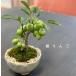  бонсай hime яблоко. бонсай горшок десять тысяч старый . белый глубокий цветочный горшок ... белый цветок реальный . становится Новый год ... вечнозеленый один круглый год можно наслаждаться ..... яблоко .. яблоко 