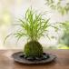  кокэдама ....kokedama способ .......... способ .. хаконехлоа маркас кокэдама ... скала контейнер комплект ... похоже ... ..