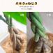 �p�L�� ��^ 7�� �ϗt�A�� ������� �C���e���A ���r���O ���u�� �����p �J�X�j�� �V�z�j�� �M�t�g �v���[���g ���j�� �����z���j�� �֘A�摜2