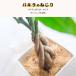 �ϗt�A�� 5�� �{�� �p�L�� �T���X�x���A �����X�e�� �I�u�� ���u�� ���S�� ������� ���^ ���� �C���e���A �k�� �֘A�摜3